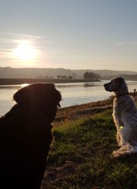 Hunde-an-Elbe-Sonnenuntergang