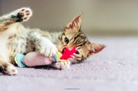 Katze-mit-Spielzeug